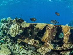 Chinese wreck in the Red sea. by Brenda De Vries 